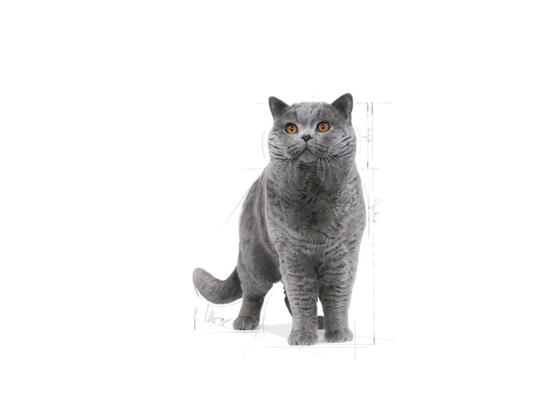 Royal Canin British Shorthair Adult 10kg
