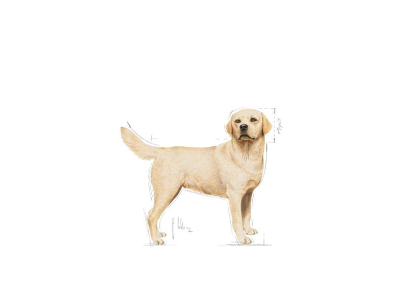 Royal Canin Labrador Retriever Adult 12kg