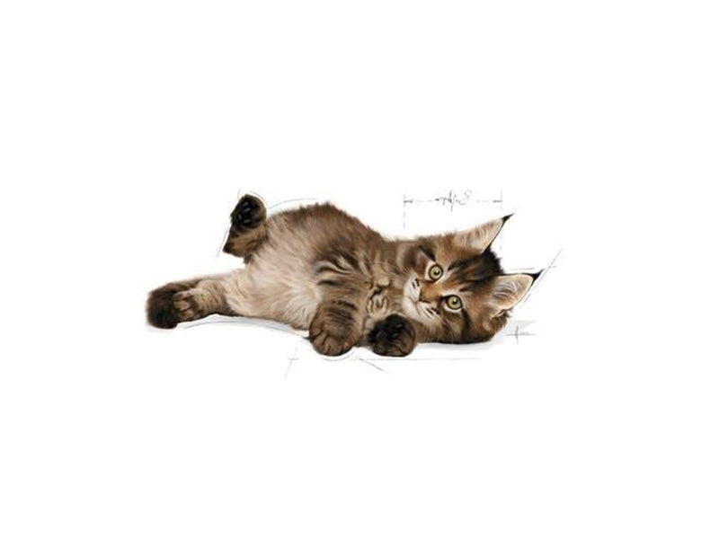 Royal Canin Maine Coon Kitten 4kg