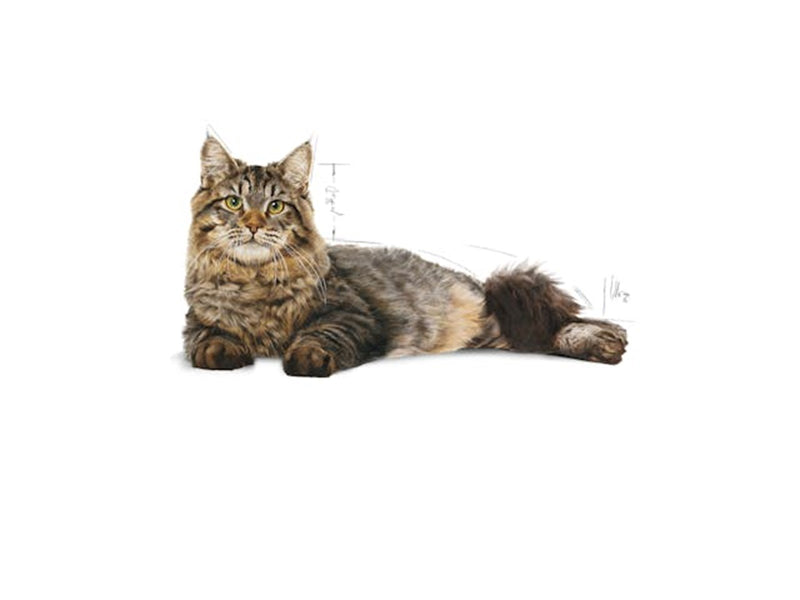 Royal Canin Urinary Care Adult 10kg