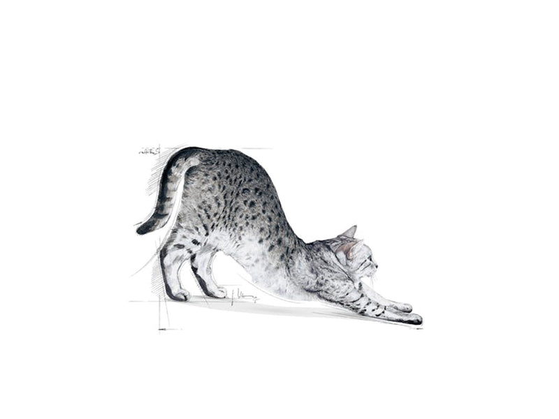 Royal Canin Indoor 27 2kg