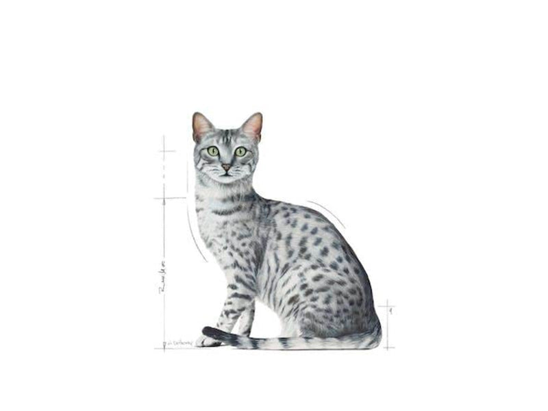Royal Canin Indoor Sterilised in Gravy Sauce 85g (12-Pack)