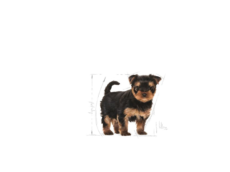 Royal Canin Yorkshire Terrier Puppy 7.5kg