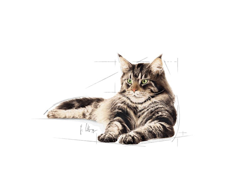 Royal Canin Maine Coon Thin Slices In Gravy 85g (12-Pack)