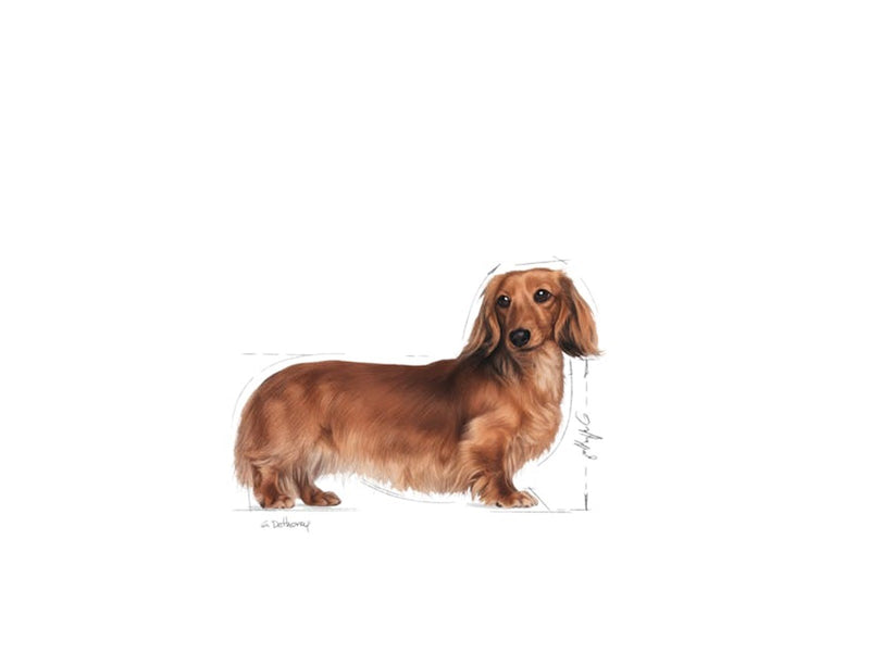 Royal Canin Dachshund Adult 7.5kg