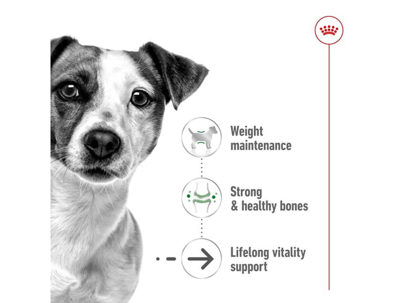 Royal Canin Mini Ageing 12+ 3.5kg