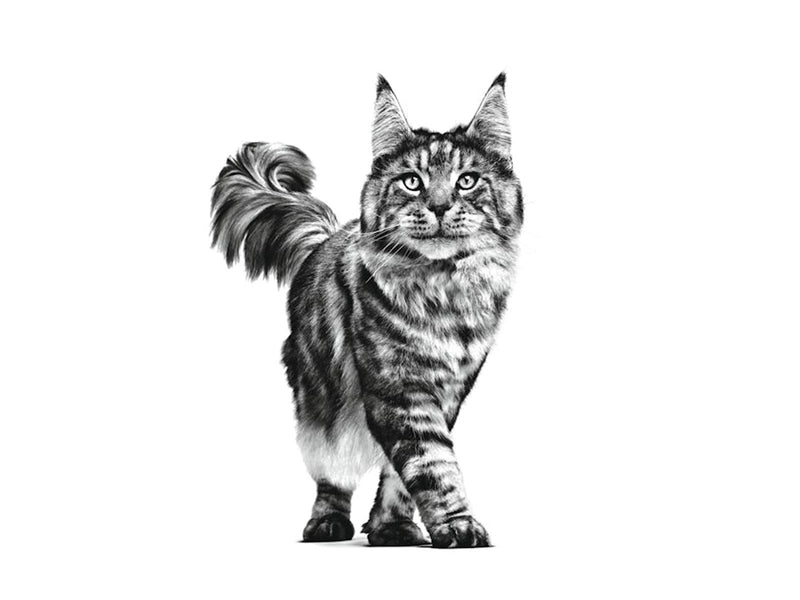 Royal Canin Gastrointestinal 4kg