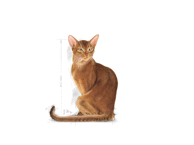 Royal Canin Savour Exigent 2kg