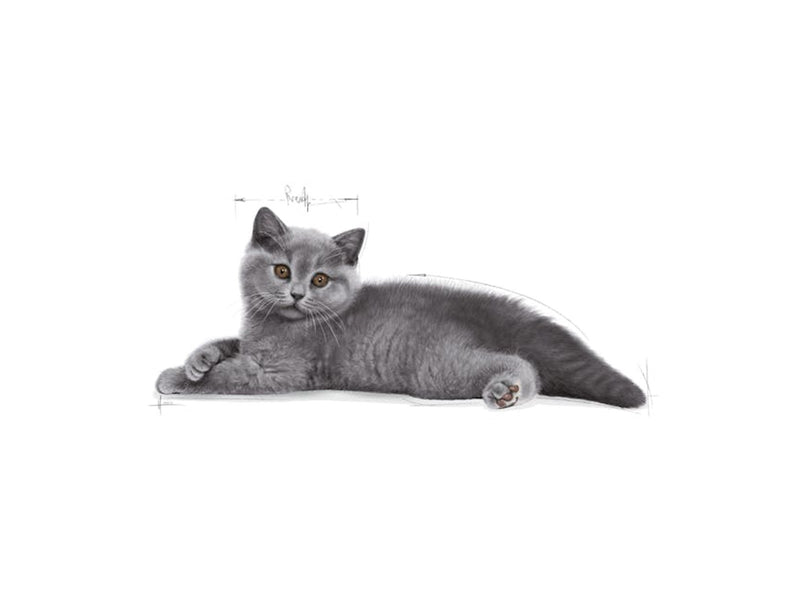 Royal Canin British Shorthair Kitten 400g