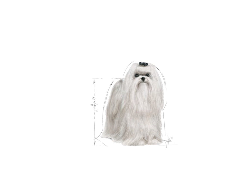 Royal Canin Maltese Adult 0.5kg