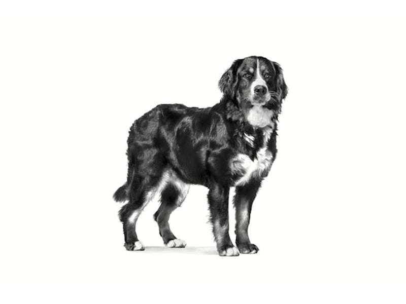 Royal Canin Neutered Adult Large Dog 13kg