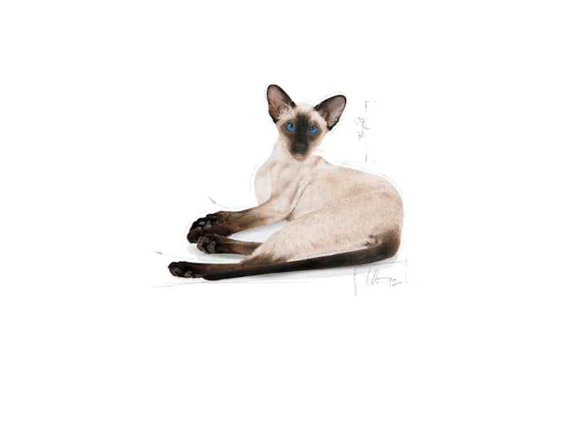 Royal Canin Siamese Adult 2kg