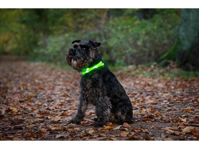 Dogman Flashing LED Collar Turquoise