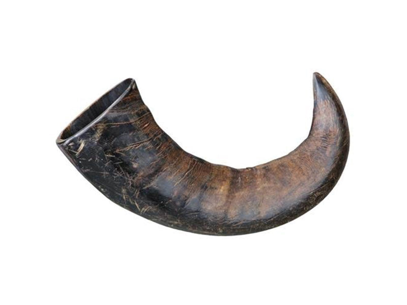 Trixie Buffalo Chewing Horn packaged large