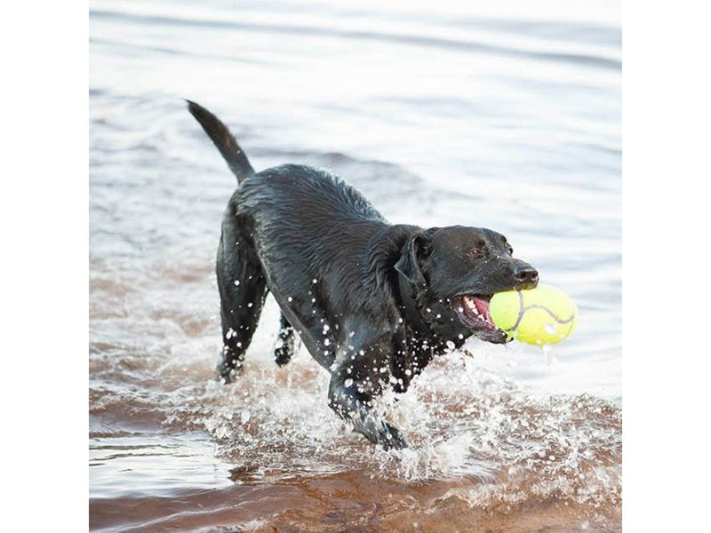 KONG Hundespielzeug AirDog Squeaker Football Large 16.5cm
