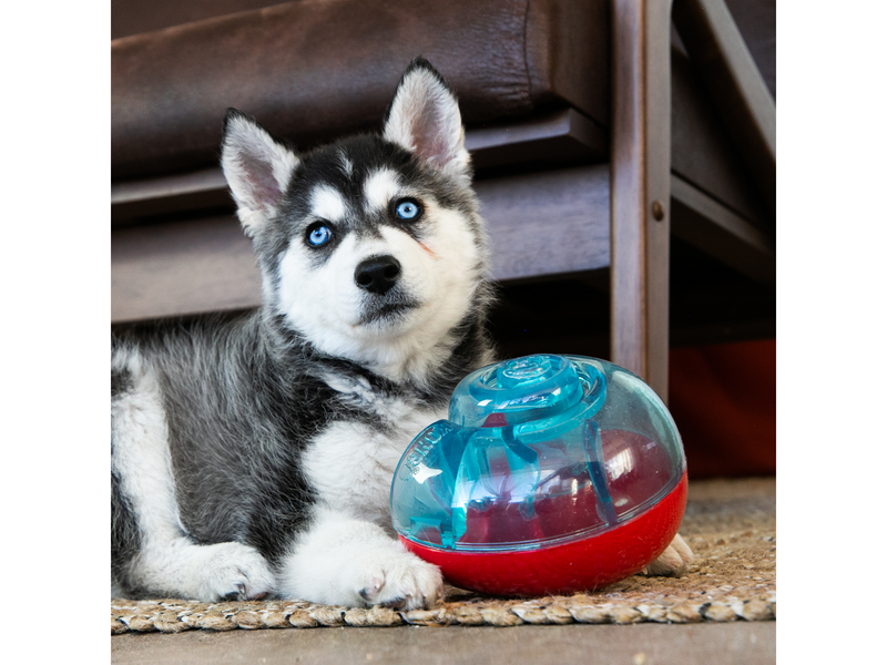 KONG Dog Toy Rewards Shell S