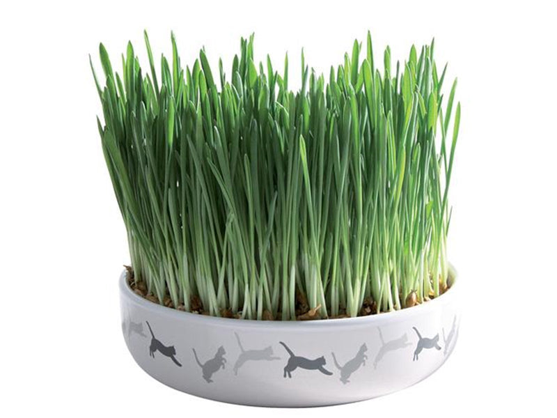 Trixie Ceramic Bowl with Cat Grass ø 15 x 4 cm