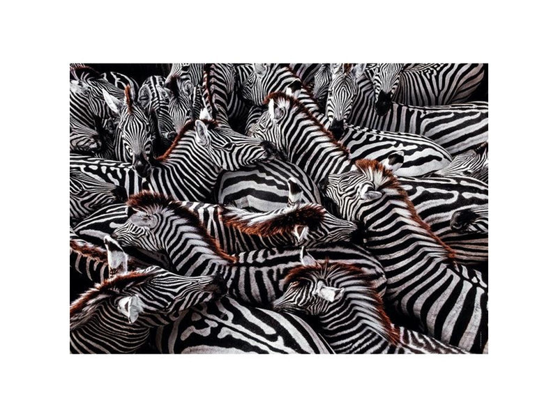 Clementoni Jigsaw Puzzle National Geographics - Zebra 1000 pcs. Boden