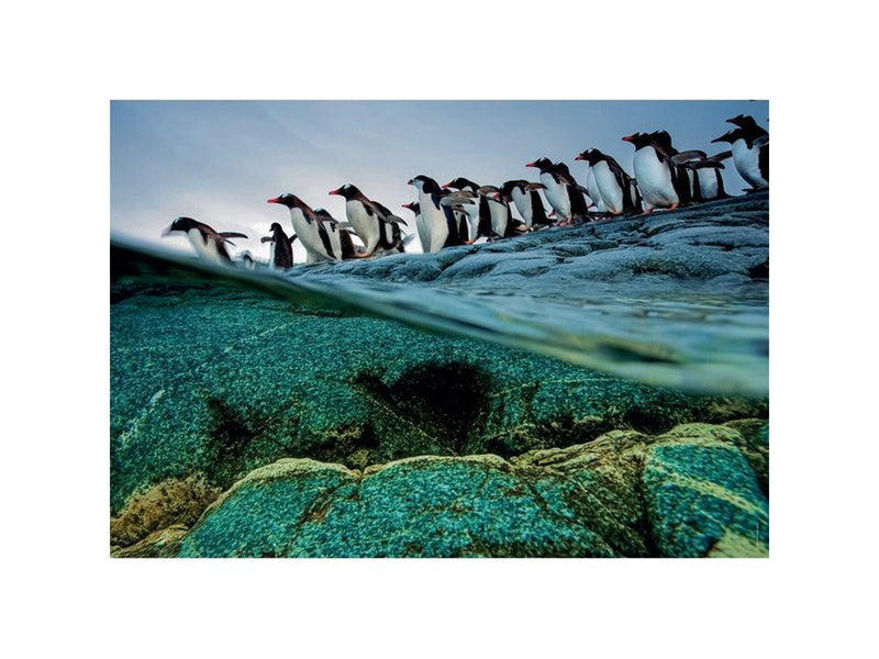 Clementoni Jigsaw Puzzle National Geographics - Penguin 1000pcs. Boden