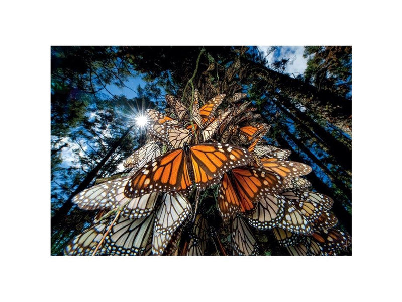 Clementoni Jigsaw Puzzle National Geographics - Butterfly 1000 pcs. Boden