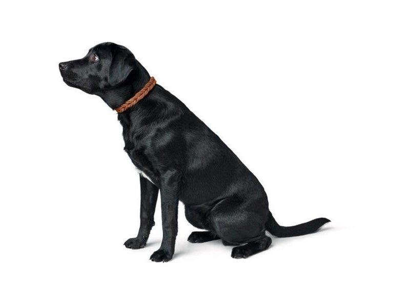 Hunter - Dogcollar Solid Education Cord M-L