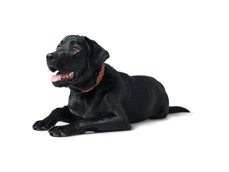 Hunter - Dogcollar Solid Education Cord M-L