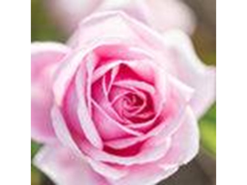 Jurlique Rosewater Balancing Mist