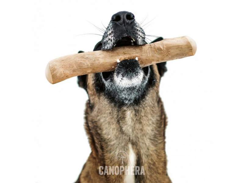 Canophera - coffee 22-26cm  M - (CANO0124)