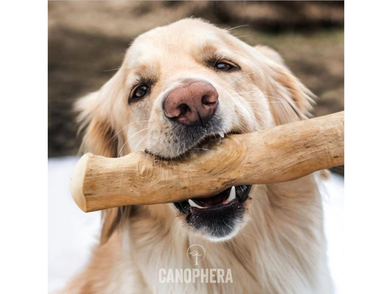 Canophera - coffee 26-28cm  L - (CANO0125)