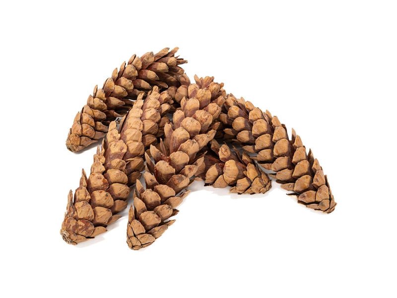 Colorations - Strobus Cones 6 pcs.