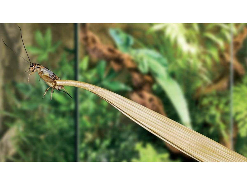 EXO TERRA - Tweezers Bamboo  27cm - (230.0310)