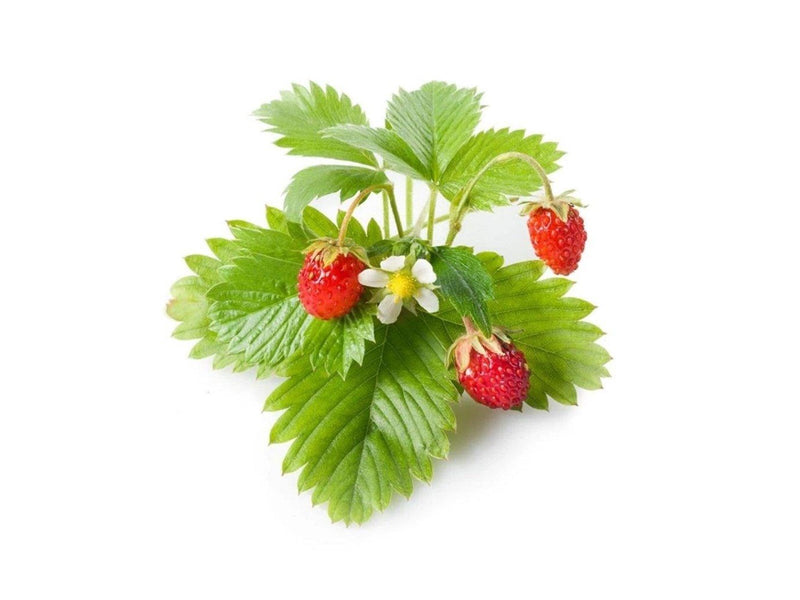 Click & Grow Click and Grow - Smart Garden Refill 3-pack - Wild Strawberry (SGR24X3)