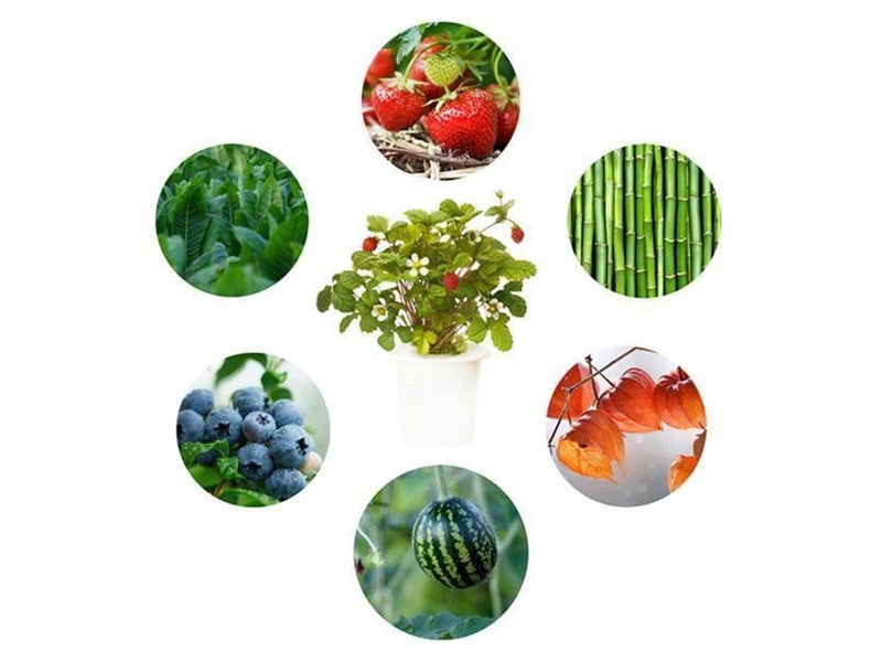Click & Grow - Smart Garden Refill 3-pack - Experimental (SGR0X3)