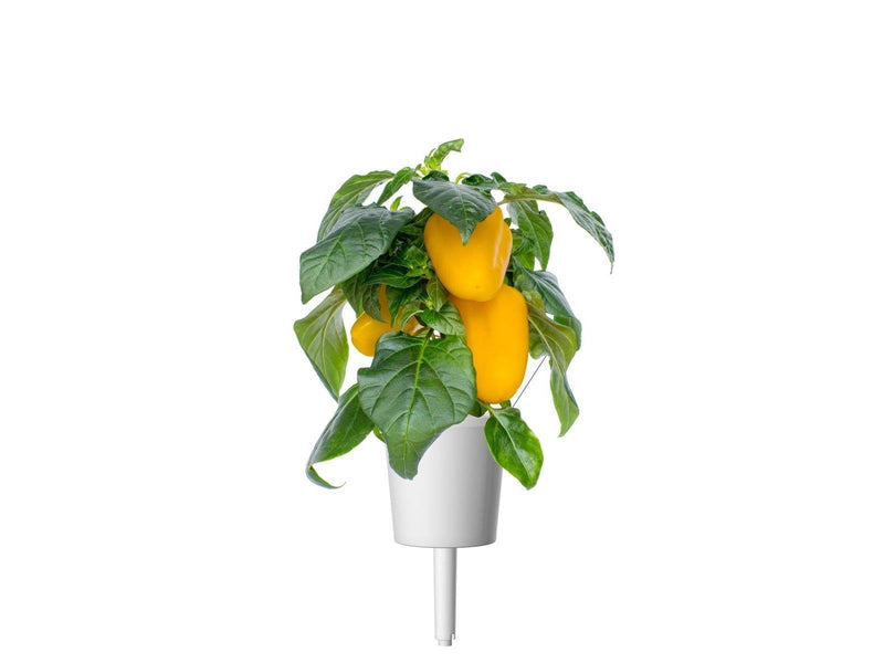 Click & Grow - Smart Garden Refill 3-pack - Yellow Sweet Peppers (SGR53X3)