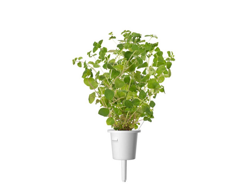 Click & Grow Click and Grow - Smart Garden Refill 3-pack Oregano
