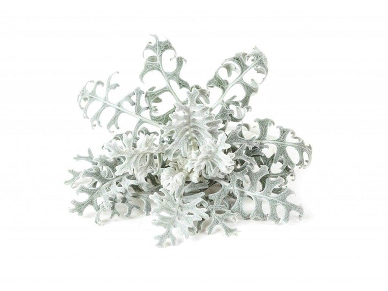 Click & Grow Click and Grow - Smart Garden Refill 3-pack Dusty Miller