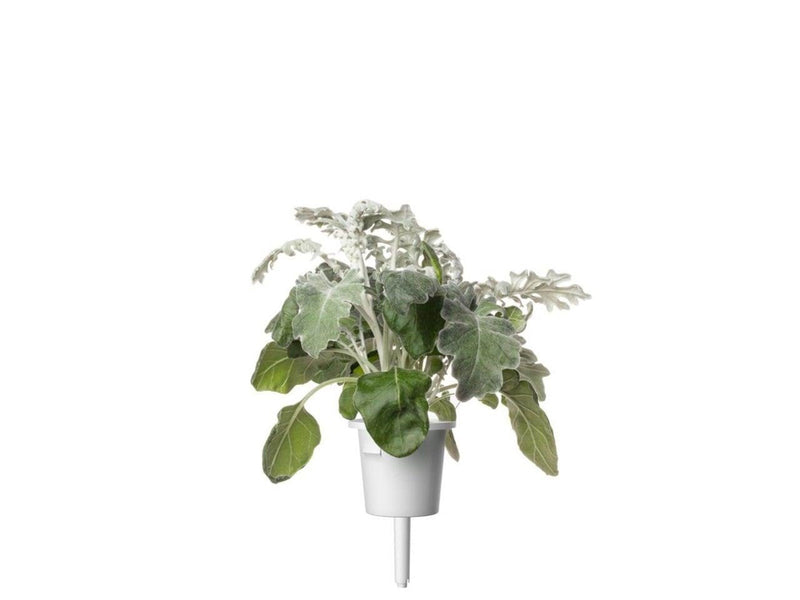 Click & Grow Click and Grow - Smart Garden Refill 3-pack Dusty Miller