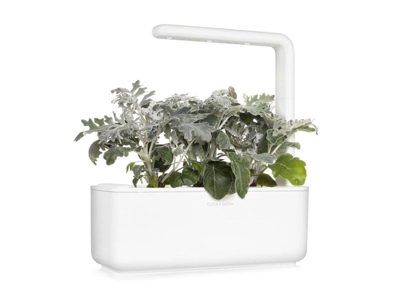 Click & Grow Click and Grow - Smart Garden Refill 3-pack Dusty Miller