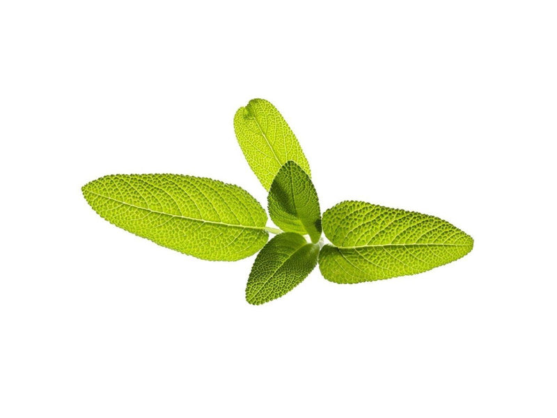 Click & Grow Click and Grow - Smart Garden Refill 3-pack Garden Sage