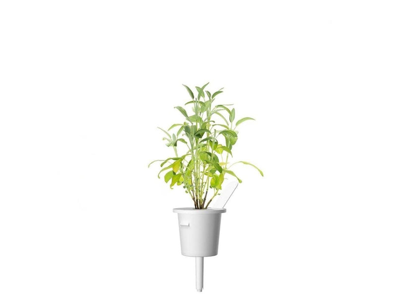 Click & Grow Click and Grow - Smart Garden Refill 3-pack Garden Sage