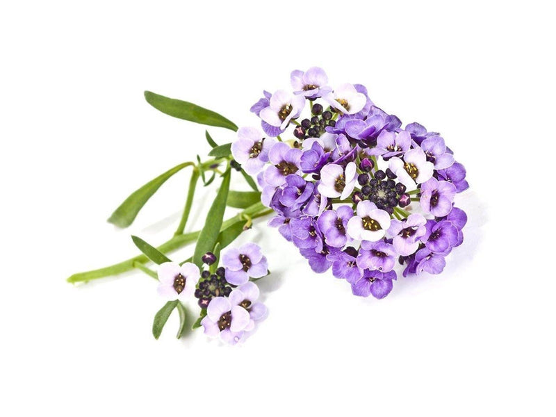 Click & Grow - Smart Garden Refill 3-pack Sweet Alyssum