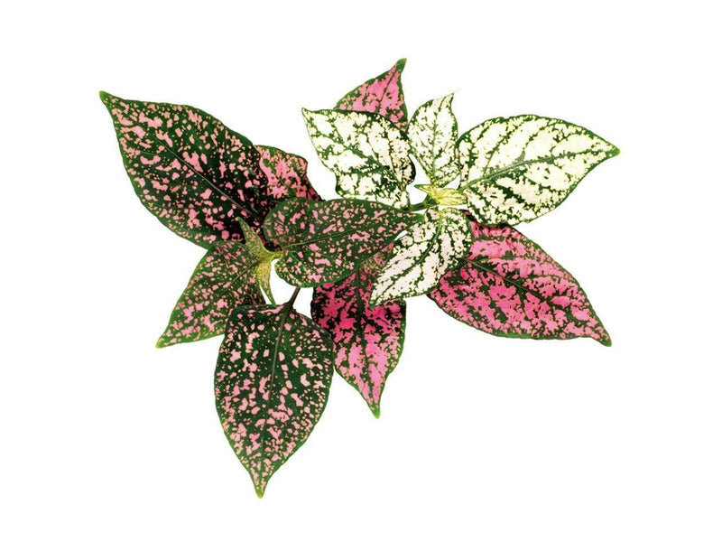 Click & Grow - Smart Garden Refill 3-pack - Polka Dot Plant (SGR48X3)