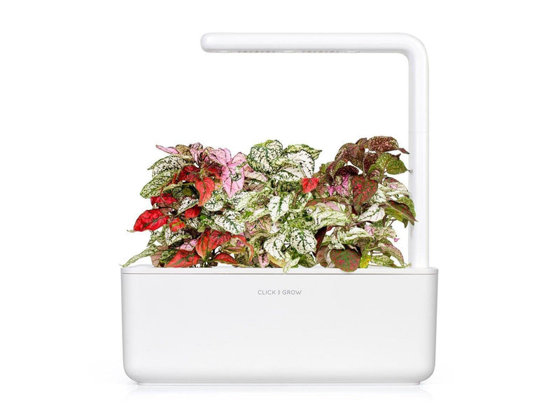 Click & Grow - Smart Garden Refill 3-pack - Polka Dot Plant (SGR48X3)