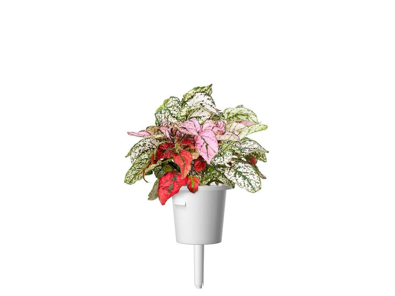 Click & Grow - Smart Garden Refill 3-pack - Polka Dot Plant (SGR48X3)