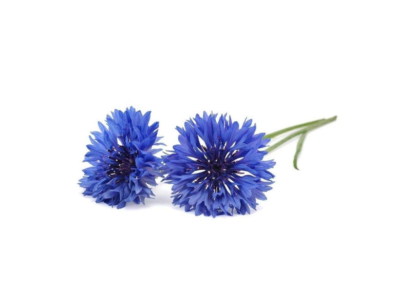 Click & Grow Click and Grow - Smart Garden Refill 3-pack Cornflower