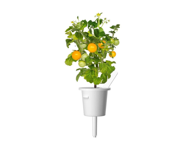 Click & Grow - Smart Garden Refill 3-pack Yellow Tomato
