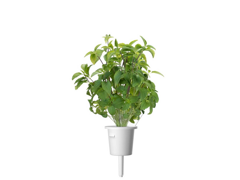 Click & Grow Click and Grow - Smart Garden Refill 3-pack Thai Basil
