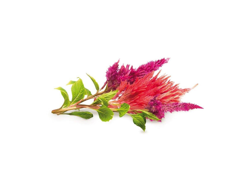 Click & Grow Click and Grow - Smart Garden Refill 3-pack Cockscomb