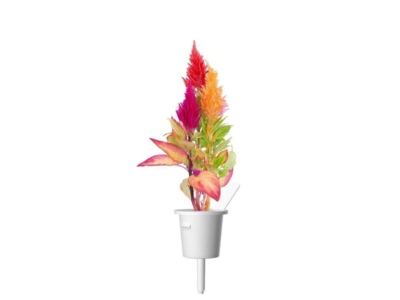 Click & Grow Click and Grow - Smart Garden Refill 3-pack Cockscomb