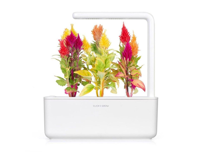 Click & Grow Click and Grow - Smart Garden Refill 3-pack Cockscomb
